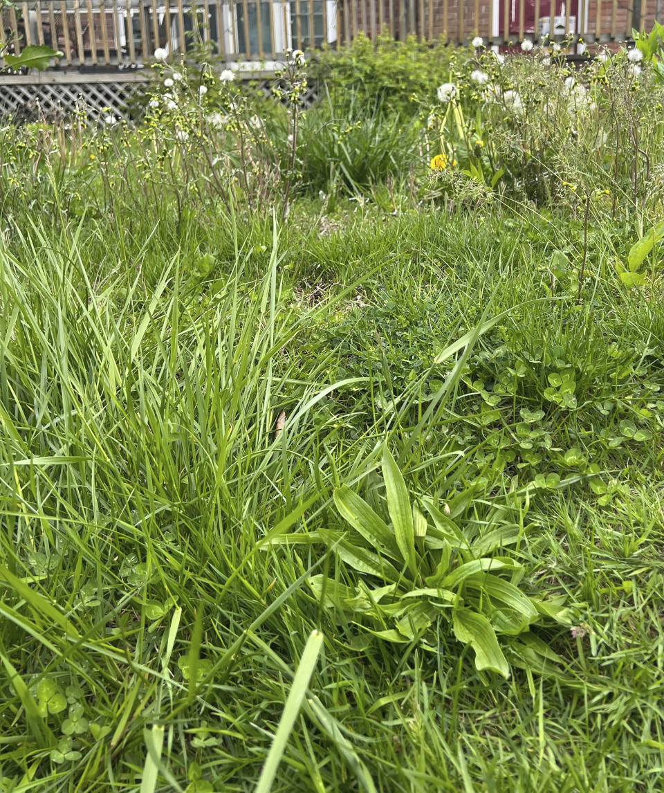 This May 3, 2023 image provided by Jessica Damiano shows tall grass and weeds growing in an unmowed lawn in Glen Head, NY. (Jessica Damiano via AP)