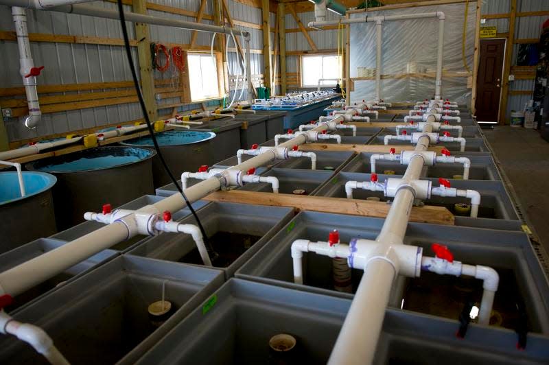 Streamside Sturgeon Hatchery on the Black River