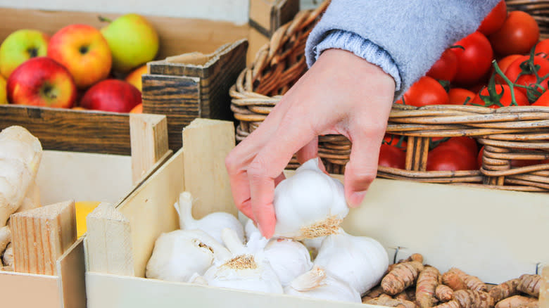 Person's hand selecting fresh garlic