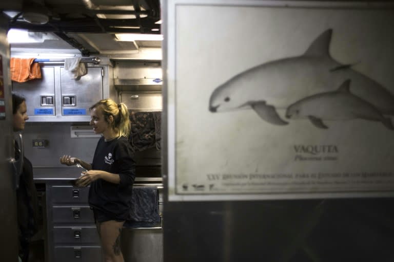 Known as the "panda of the sea" for the distinctive black circles around its eyes, the porpoise has become a cause celebre for the likes of Leonardo DiCaprio and Mexican billionaire Carlos Slim