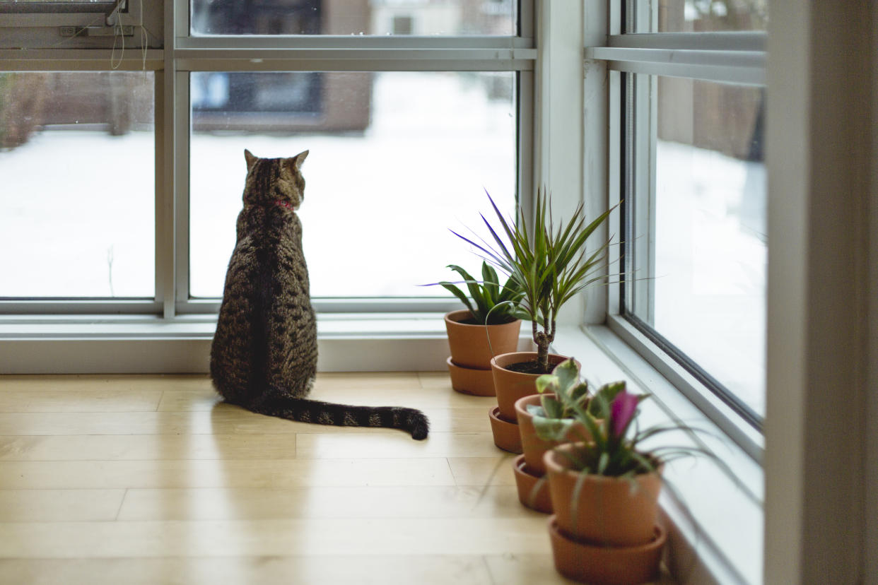 Katzen sitzen gerne am Fenster und beobachten das Geschehen. (Symbolbild: Getty Images)