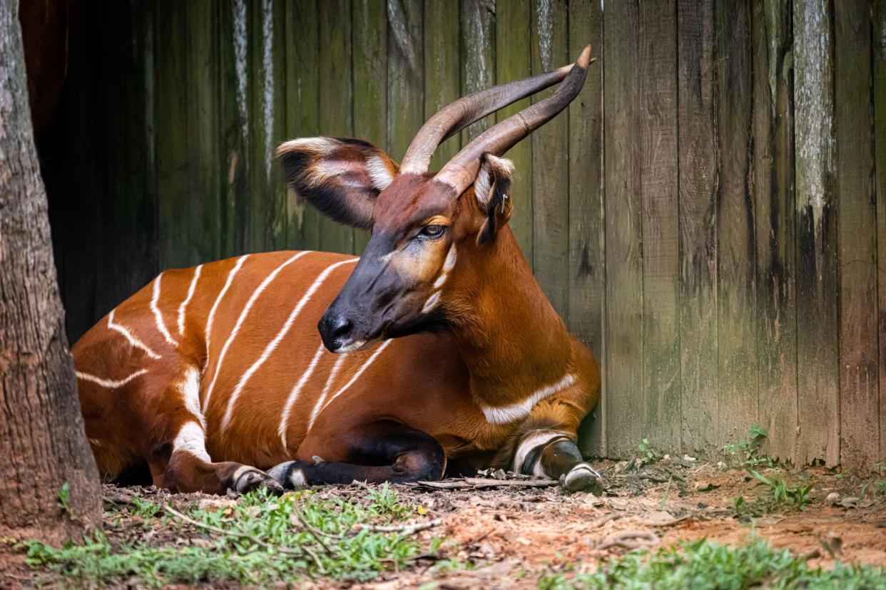 Antelope resting in wildlife reserve