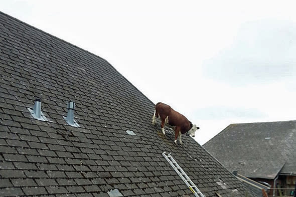 cow stuck on roof in switzerland