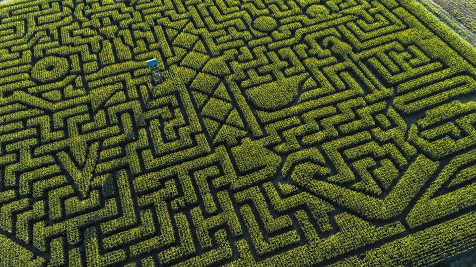 Navigate a corn maze.