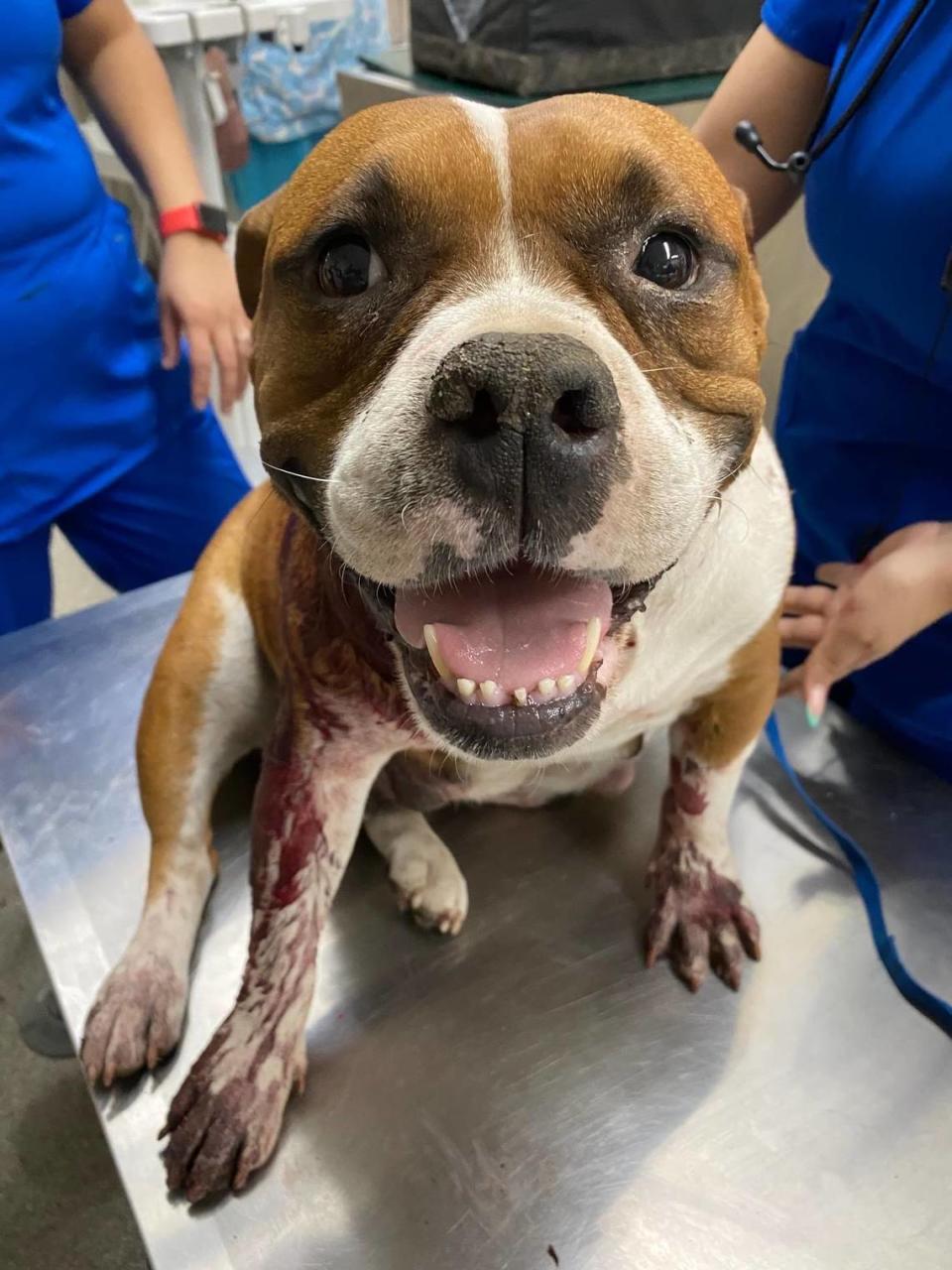 Roxy, a brown-and-white colored pit bull mix from Fresno, was stabbed 17 times all over her body during an attack on July 23 in Fresno. She managed to survive and two weeks later, gave birth to a litter of puppies.