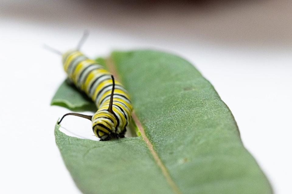 Monarch butterfly caterpillars and milkweed pesticides research at an entomology lab on May 21, 2021.