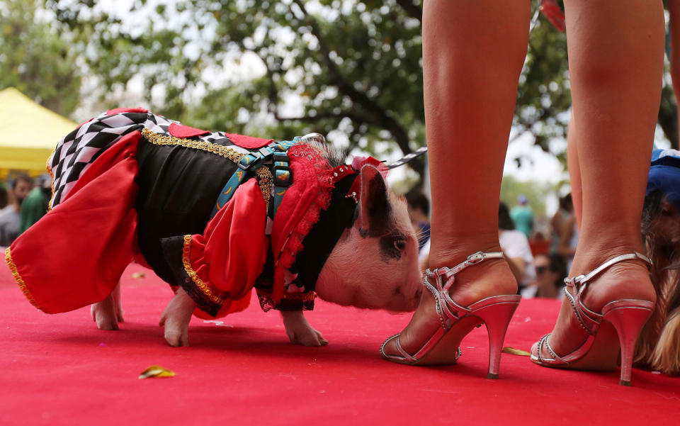 <p>A carnival reveller and her pig take part in the “Blocao” or dog carnival parade during carnival festivities in Rio de Janeiro, Brazil, February 25, 2017. (Sergio Moraes/Reuters) </p>