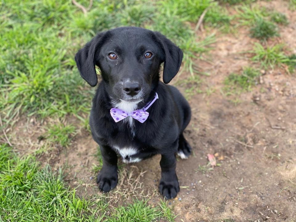 O is still up for adoption. (Photo: Humane Society of Northwest Louisiana)