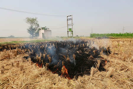 Stubble is seen burning at a rice field in Gharaunda in the northern state of Haryana, India, October 9, 2018. Picture taken October 9, 2018. REUTERS/Adnan Abidi