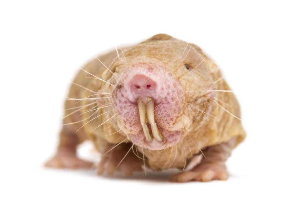 Front view of a Naked Mole-rat, hairless rat, isolated on wihte