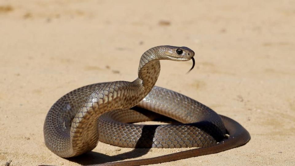 A man has died after being bitten by what is believed to be an eastern brown snake. Picture: Supplied