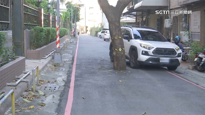 附近居民都得跟這顆直徑60公分芒果樹和平共處。