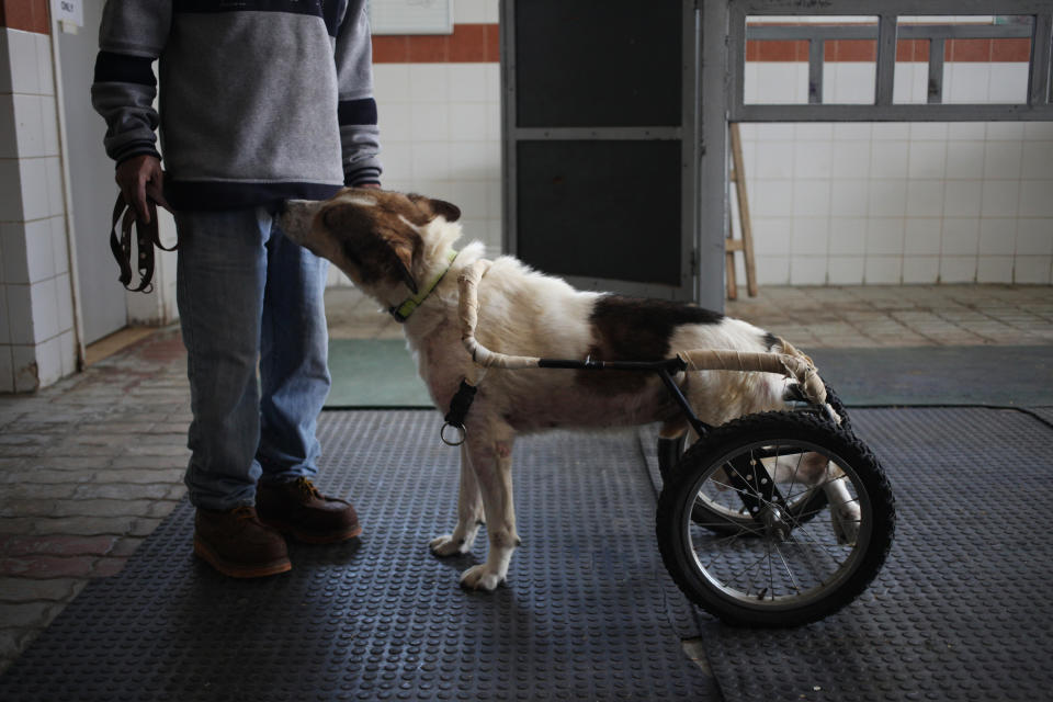 In this Wednesday, Dec. 4, 2013 photo, a zoo keeper shows Abyad on a wheeled dog cart at the Humane Center for Animal Welfare in Amman, Jordan. Abyad legs were injured in an incident of abuse. Dog breeding coupled with dognapping is a thriving business in Jordan, where lax laws call for only a $7 fine for violators and police remain hesitant to pursue those suspected of animal abuse. Activists have campaigned for years for increased penalties, but lawmakers seem uninterested to pursue it in a culture where animal abuse remains rampant. (AP Photo/Mohammad Hannon)