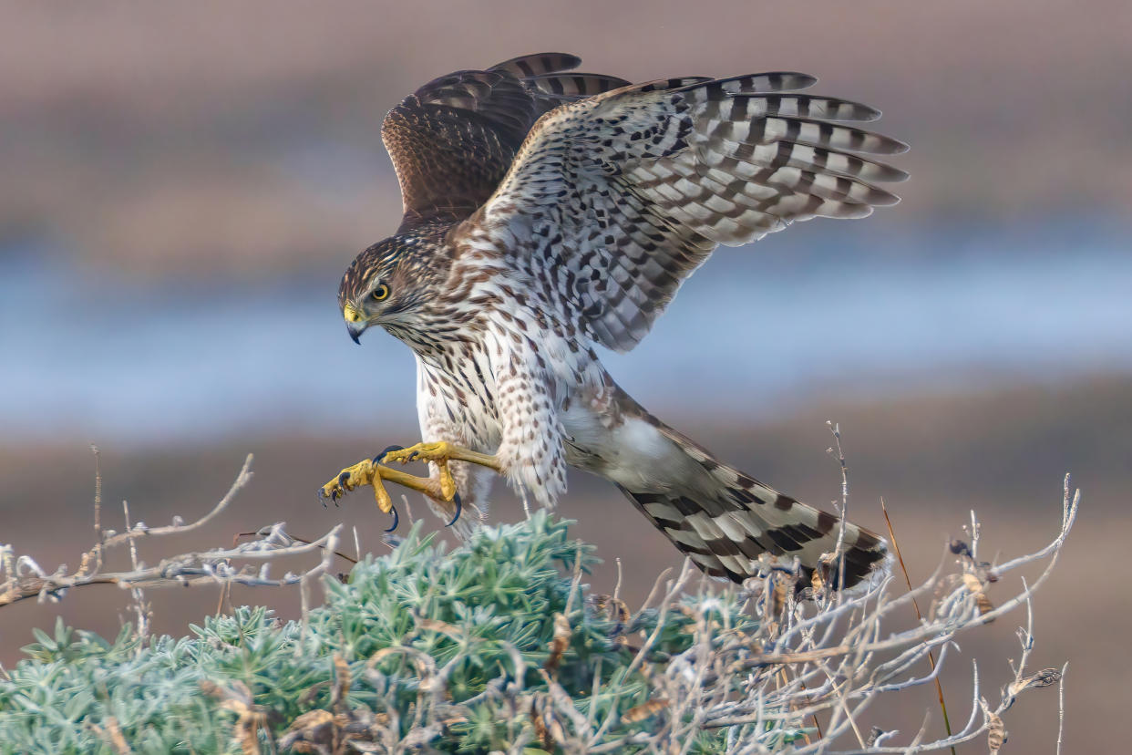 A Cooper's Hawk in Action