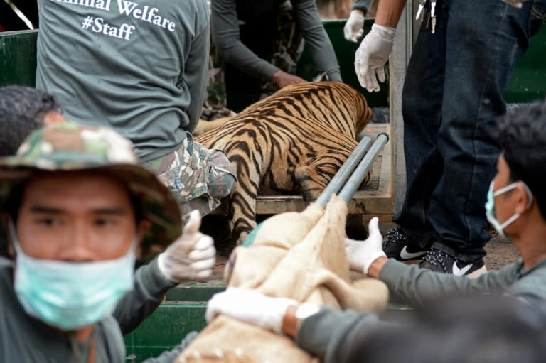 Wildlife officials load an anaesthetised tiger onto a truck after they removed it from an enclosure at the Wat Pha Luang Ta Bua Tiger Temple in Kanchanaburi province, western Thailand on May 30, 2016