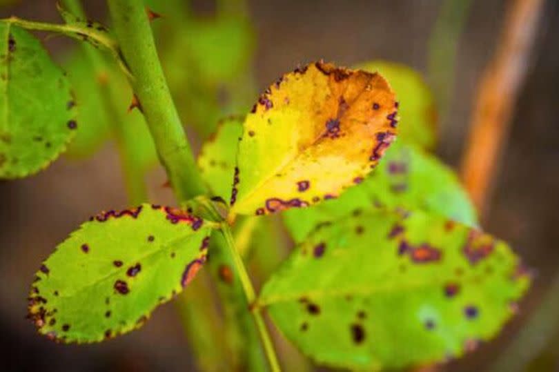 Picture of black spots on rose leaves