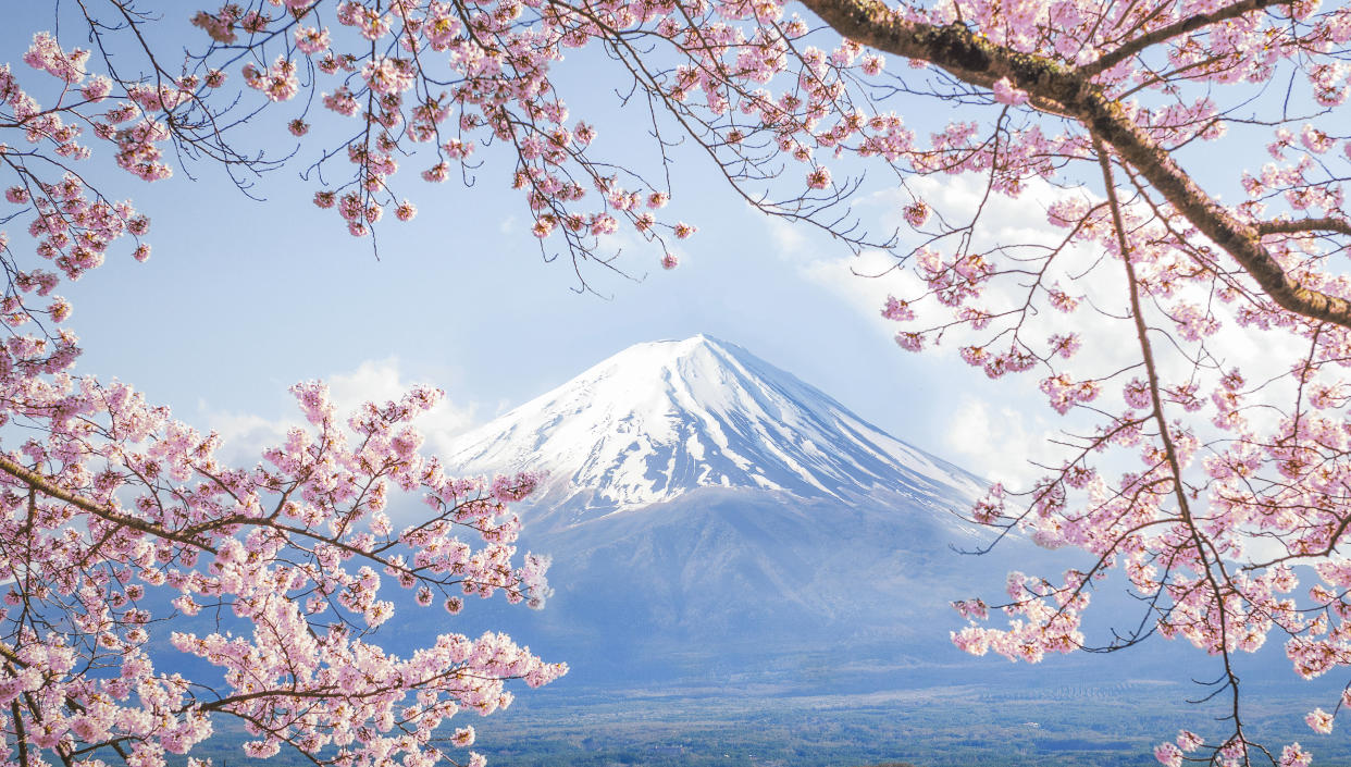 Mount Fuji and pink sakura (cherry blossoms) branches at Lake Kawaguchiko in Japan.