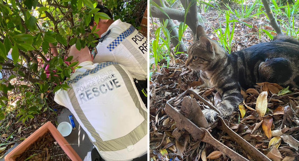 NSW police rescue officers rescuing cat; Cat with paw caught in steel rabbit trap