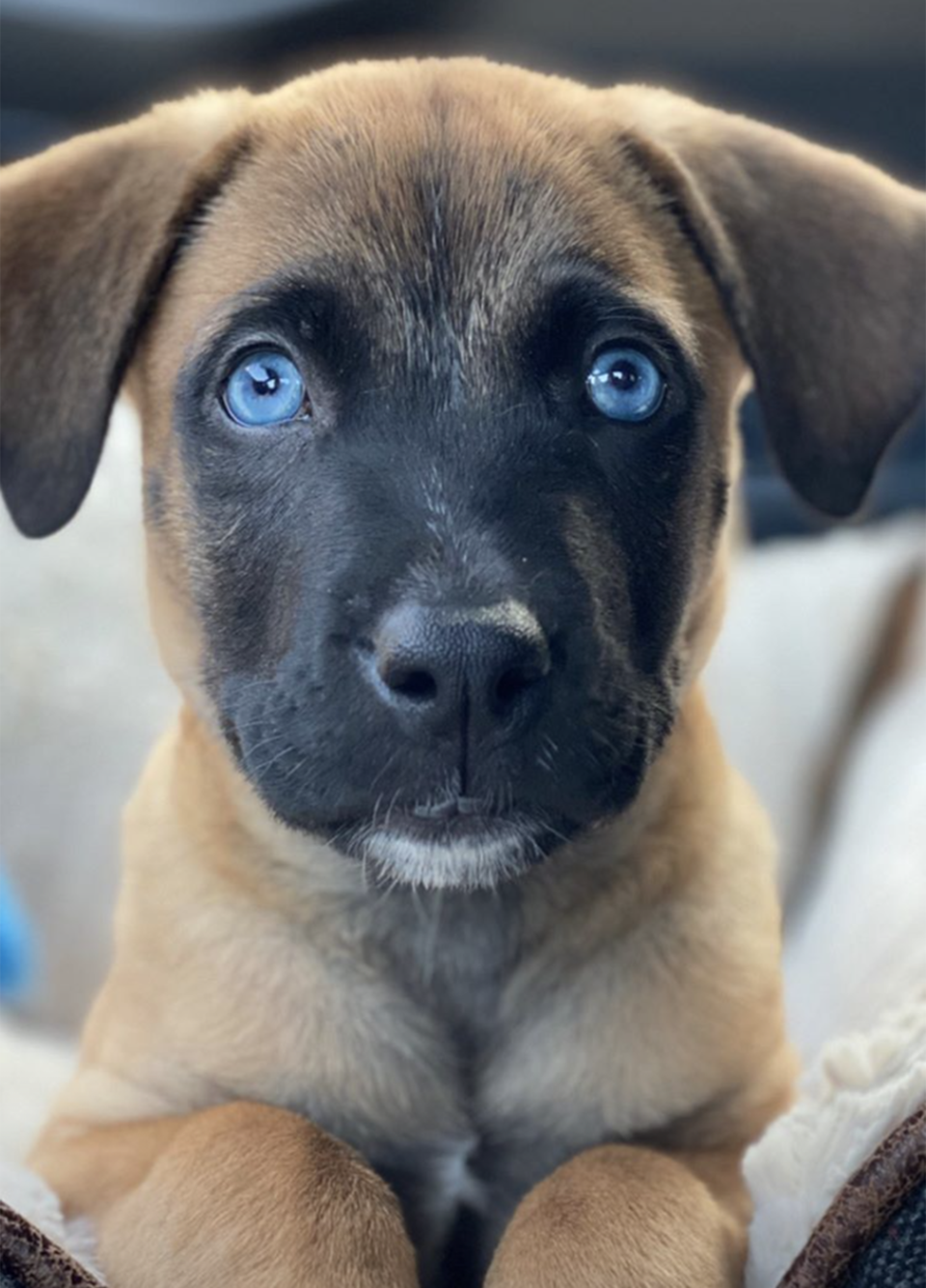 Those eyes! (@arielwinter / Instagram)