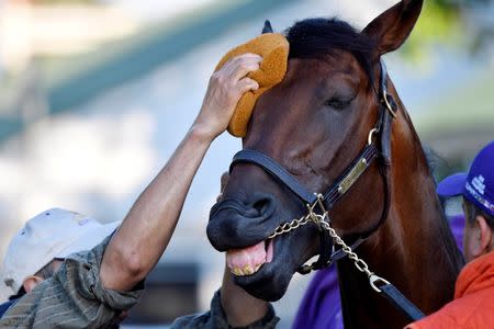 May 4, 2016; Louisville, KY, USA; A groom washes Kentucky Derby hopeful Nyquist during workouts in advance of the 2016 Kentucky Derby at Churchill Downs. Mandatory Credit: Jamie Rhodes-USA TODAY Sports