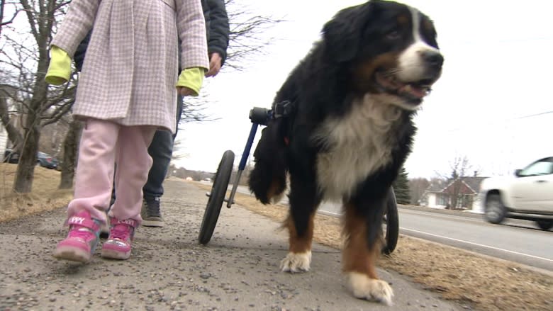 'He's back to Mac now': Dog's new wheelchair gives family hope paralyzed pet could walk again