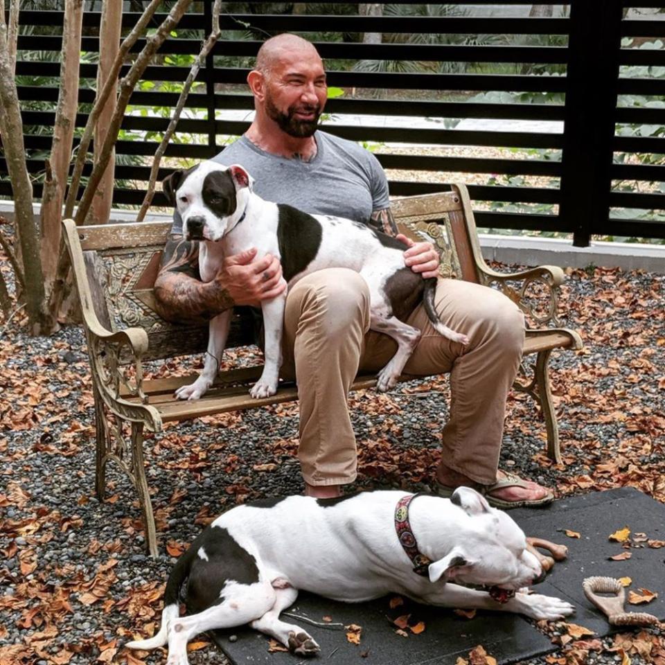 Dave Bautista and dogs | David Bautista/Instagram