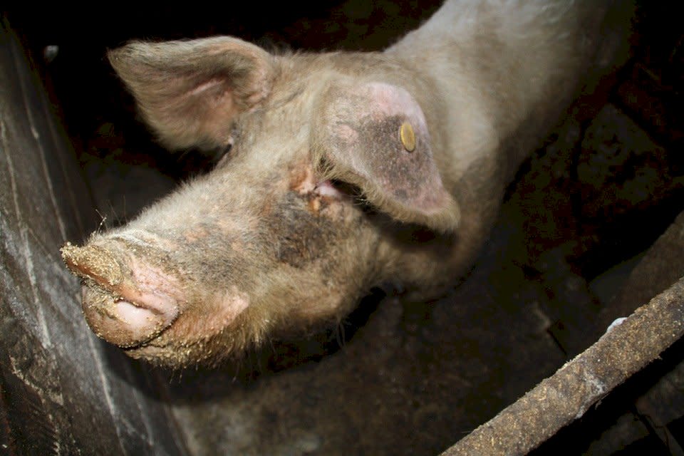 中國的非洲豬瘟疫情愈形嚴重(示意圖片:pixabay，公有領域)