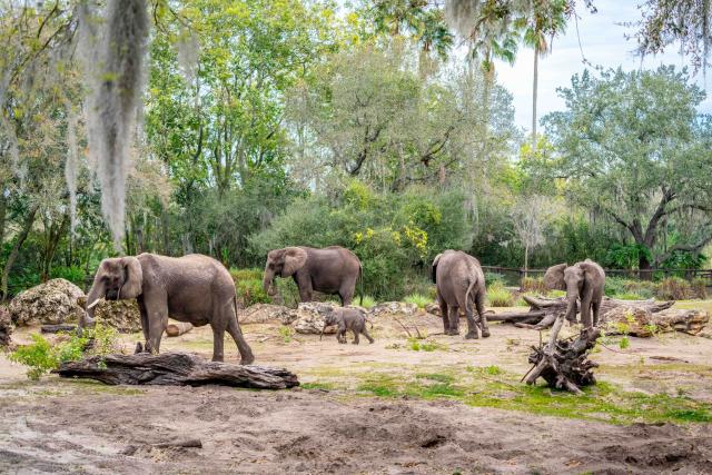 Disney's Animal Kingdom's baby elephant is more precious than you know