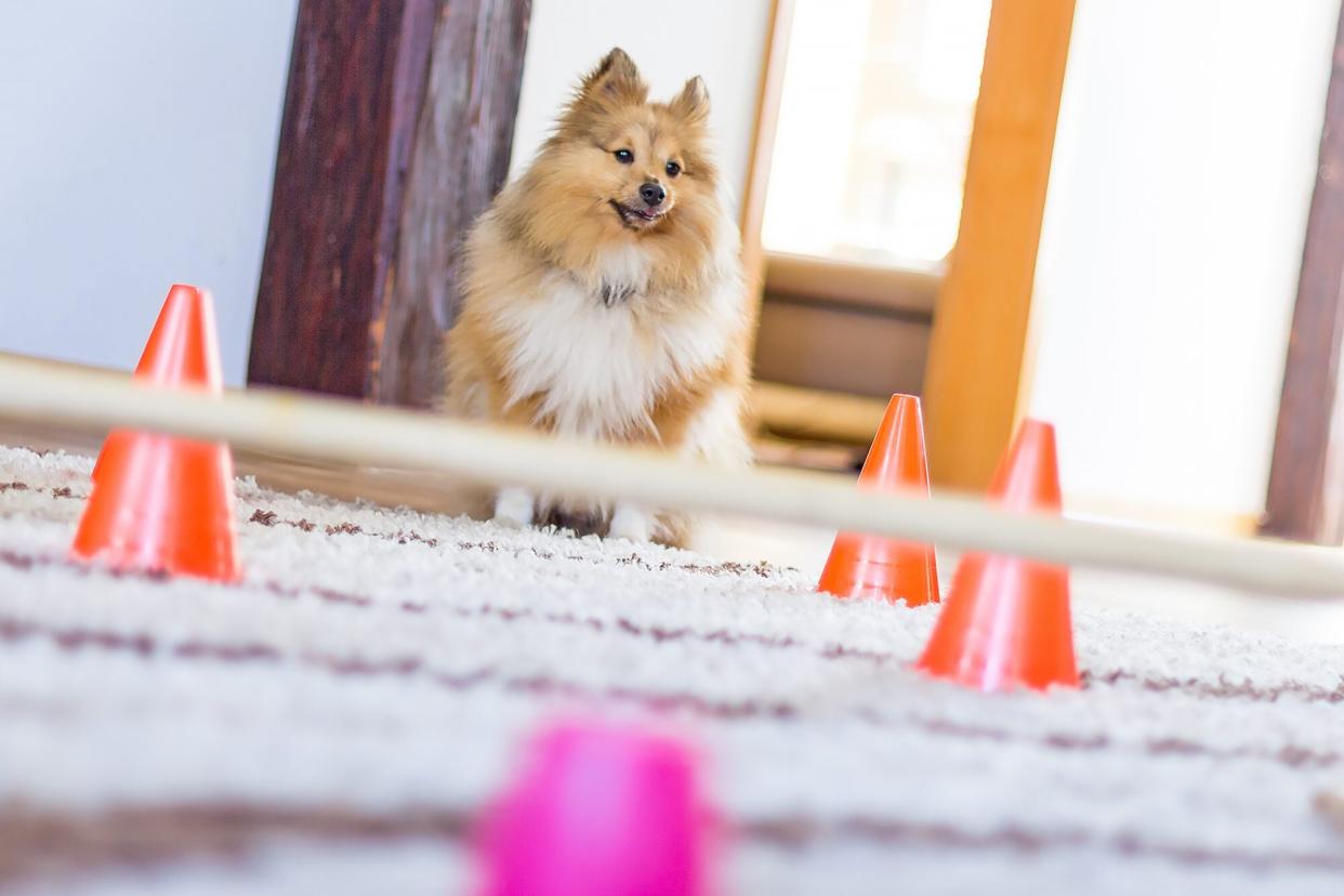 dog doing an indoor obstacle course activity