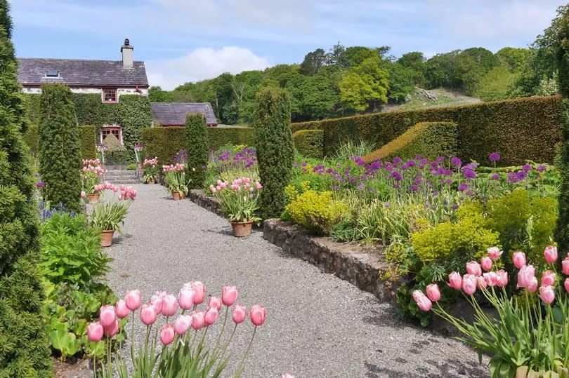 A double border in Spring with pillars of Irish Yew