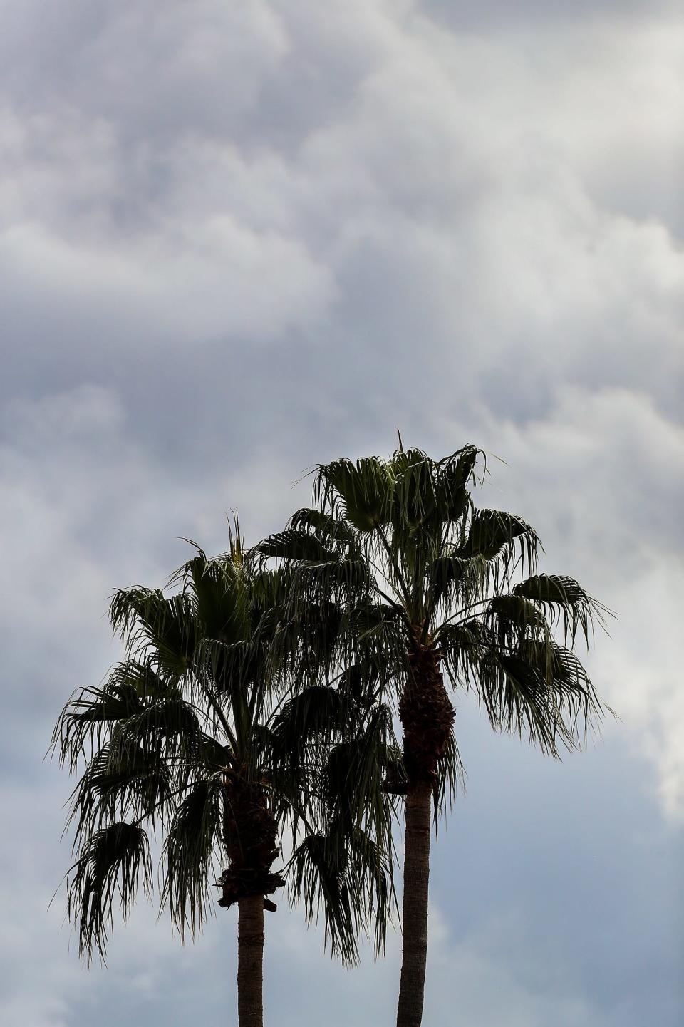 Palm trees after a downpour on Dec. 28, 2021, in Scottsdale. The day's forecast was filled with sporadic rainfall and overcast skies.