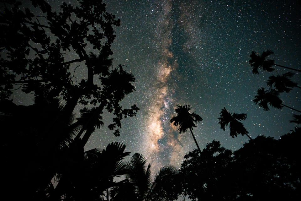 The Milky Way visible in a starry night sky against silhouettes of trees.