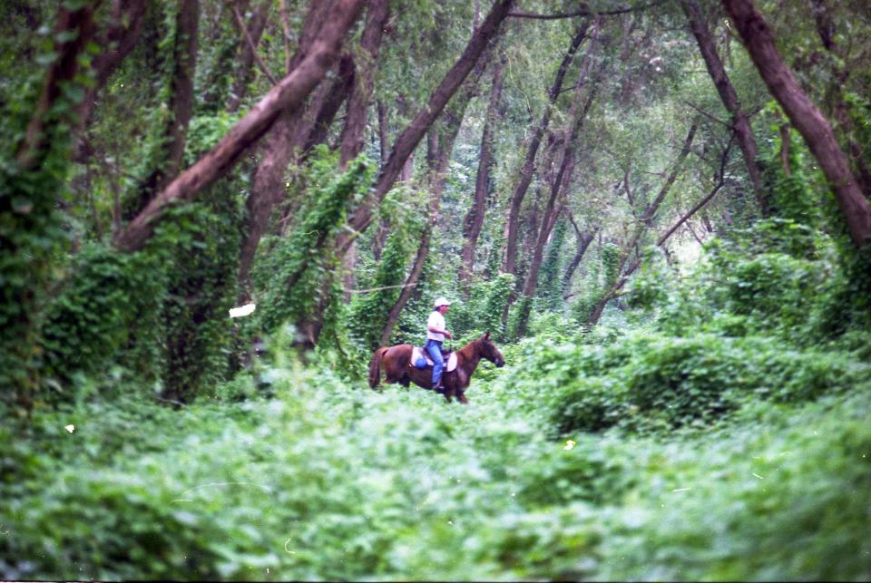 Jamey Newman, of Henderson, Ky., searches for Heather Teague on his horse Lady to help cover rough terrain around Newburgh Beach Sept. 7, 1995.