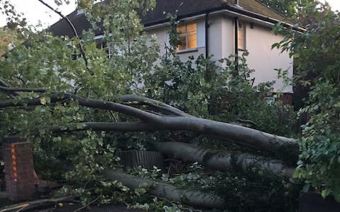 A fallen tree in Chislehurst, south east London - Credit: Alison Stammers/Twitter