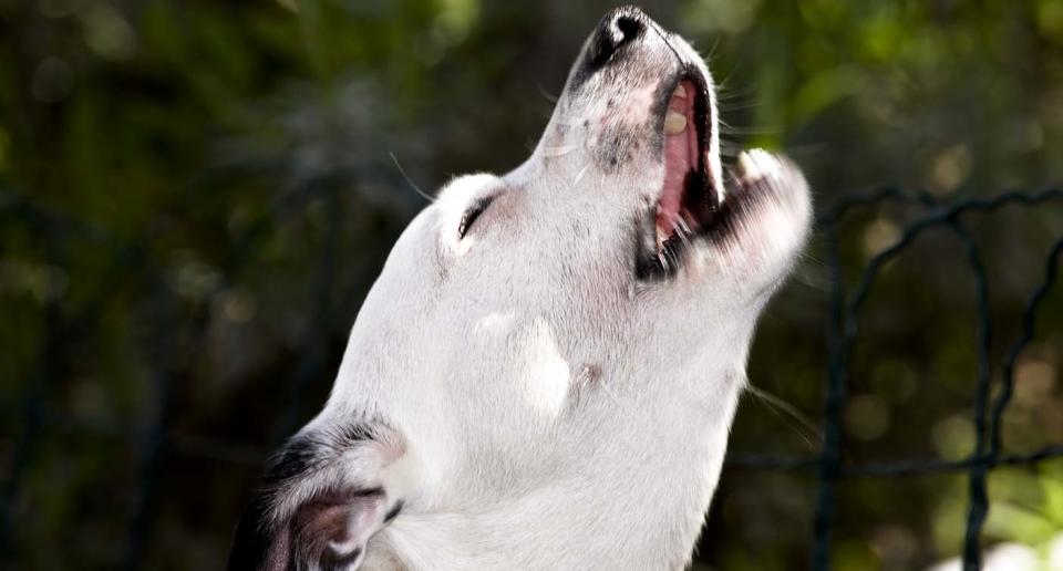 barking dog. Source: Getty, file photo. 