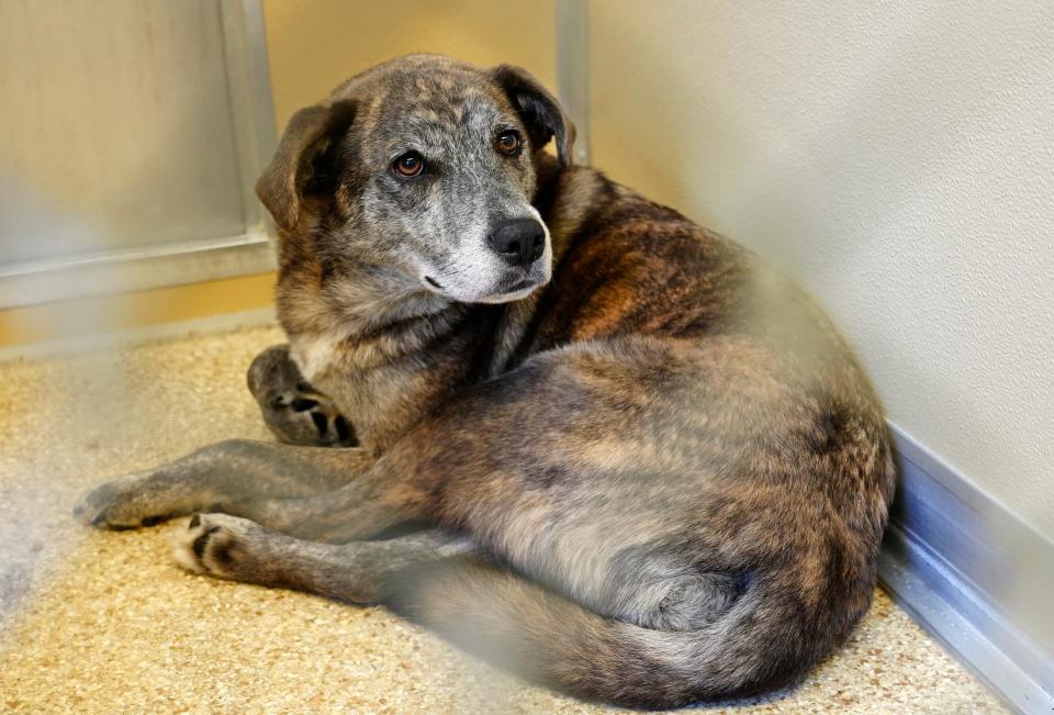 Nana, a mix-breed female, was taken in at the Animal Friends Humane Society in Hamilton after being rescued July 27 along with dozens of dogs from the Madison Township home of Ronda Murphy.