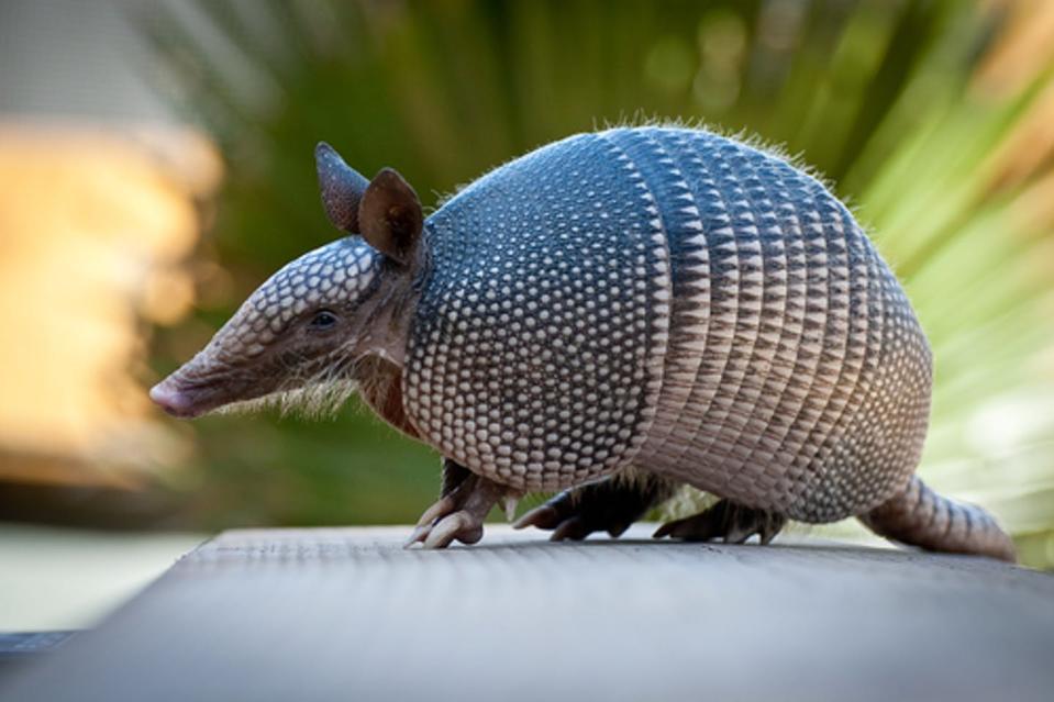 <span class="caption">An armadillo in the Florida Everglades. </span> <span class="attribution"><a class="link " href="https://www.shutterstock.com/image-photo/armadillo-near-everglades-83394460?src=RG9VWYlKyIqxR7VjQD2SIg-1-4" rel="nofollow noopener" target="_blank" data-ylk="slk:Heiko Kiera/Shutterstock.com;elm:context_link;itc:0;sec:content-canvas">Heiko Kiera/Shutterstock.com</a></span>