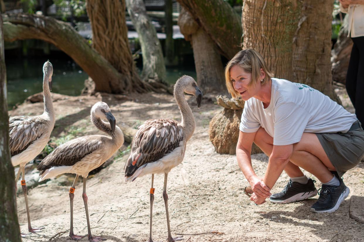 Emily Leonard works with flamingos recently at the Palm Beach Zoo.