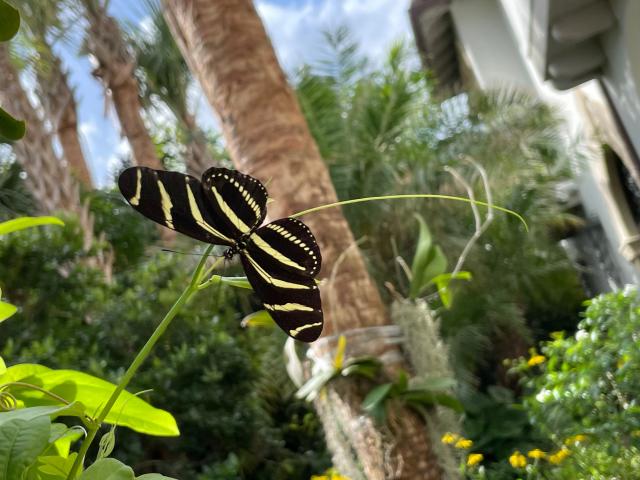 A zebra longwing, the state butterfly of Florida, makes its home in a Palm Beach garden.