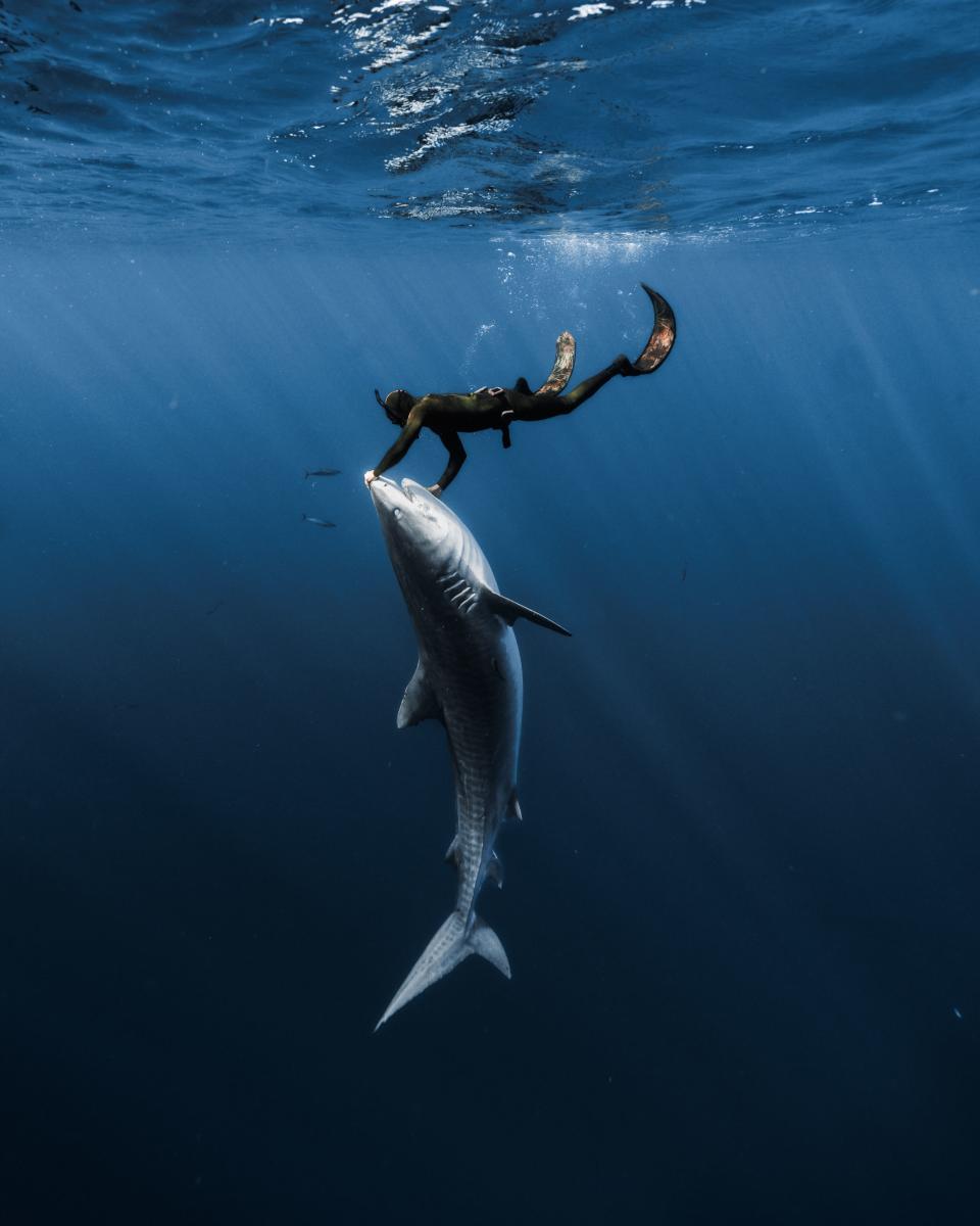 A diver holds a shark at arm's length in Hawaii. Source: Danny Lomas/ Media Drum World/ Australscope