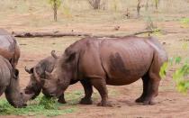 <p>Toka Leya is one of the few places where travelers can encounter the endangered white rhino. This small population was rescued from poachers in South Africa and is now monitored around the clock by rifle-yielding guards from the Zambian Wildlife Authority.</p>