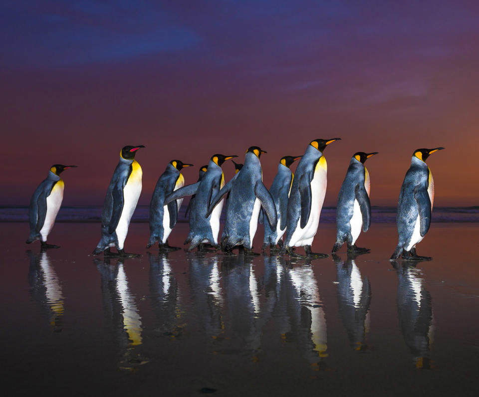 Breathtaking shots of king penguins marching in golden sunrise