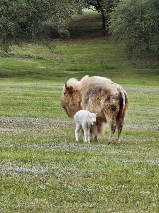 Wagon Springs Ranch welcomed Unatsi last week, a rare white bison calf. (Courtesy: Carl Chambers)