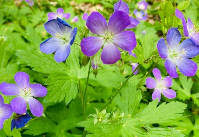 Some woodland geranium wildflowers growing in the woods at Porter West Preserve.