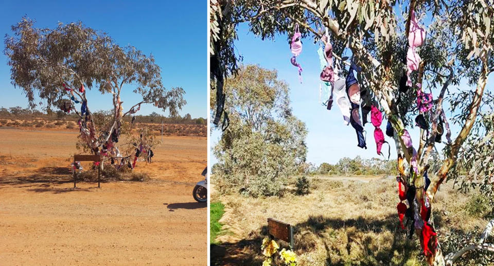 The tree pictured from a distance and a close up of the bras hanging from branches.