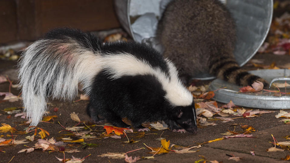 Skunk by overturned garbage can