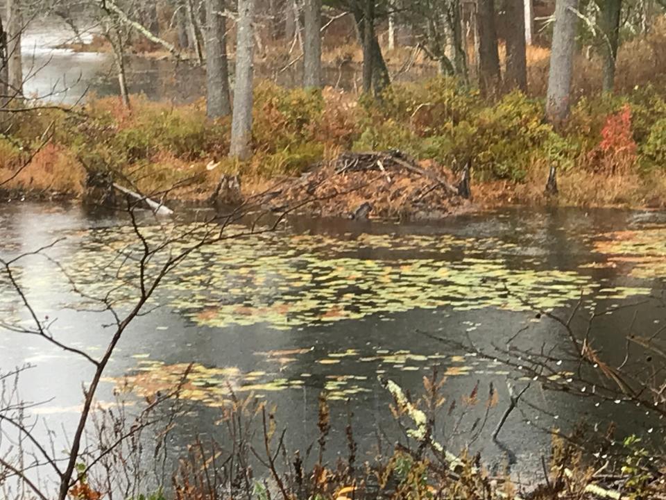 A beaver lodge is visible in a cove on the eastern side of Tillinghast Pond.
