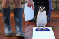 SYDNEY, AUSTRALIA - JUNE 27: 'Mr Munro' a Fiordland penguin paints his prints on a canvas at Taronga Zoo on June 27, 2012 in Sydney, Australia. Taronga and Western Plains Zoo today pledged a a new elephant conservation project in Thailand and animals at Taronga made their pledge by dipping their feet and hands in paint and smudging them on canvas. (Photo by Cameron Spencer/Getty Images)