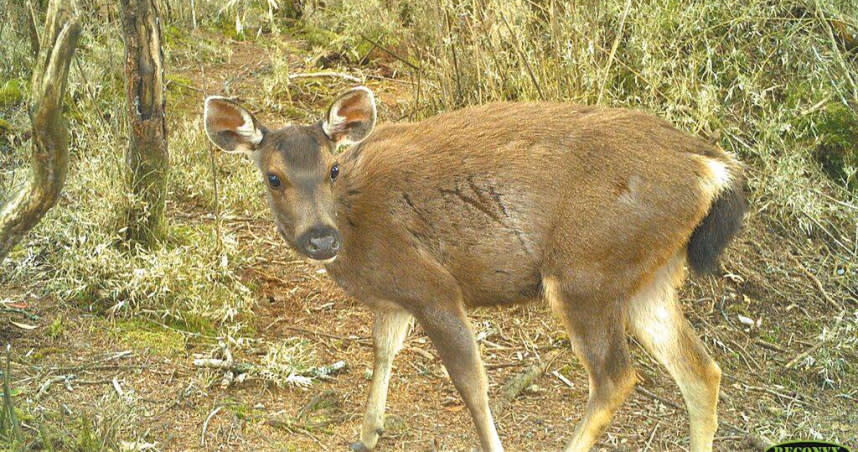 農業部林業及自然保育署統計，保育類野生動物台灣水鹿OI值從2015年的0.61，增長至2022年的1.79，族群豐富度逐年上升。圖為台灣水鹿。（圖／農業部林業及自然保育署提供／蔡佩珈台北傳真）