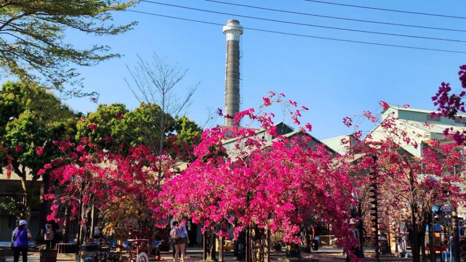 橋頭糖廠九重葛花海爆炸盛開繽紛，花景藝術宛如彩色童話。（記者陸瓊娟攝）